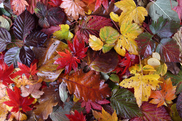 Autumn leaves background