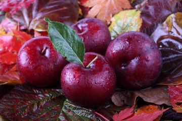 Plums on autumn leaves