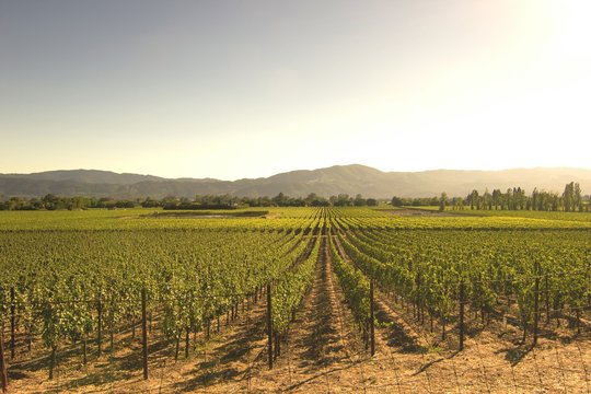 Scenic View Of Vineyard Against Clear Sky