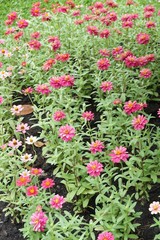 Zinnia elegans flower in nature garden