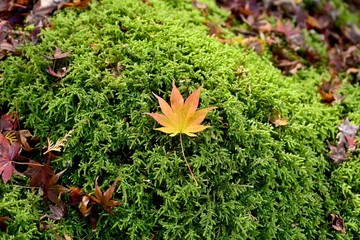 鮮やかなグリーンの苔の上のモミジの落ち葉