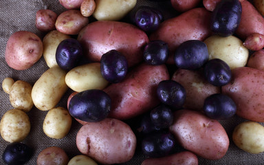Potatoes on bagging