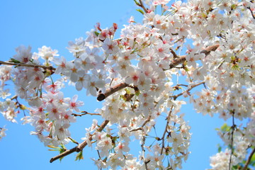 空と桜