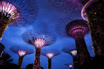 The illuminated Supertree Grove at Gardens by the Bay in Singapore