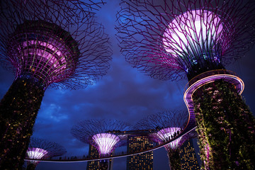 The illuminated Supertree Grove at Gardens by the Bay in Singapore
