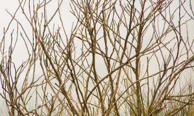 Close up of dry branches view at the Pichincha volcano, located just to the side of Quito, Ecuador