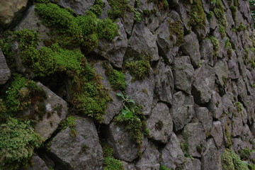 苔と石垣