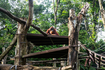 Orangutan rests in his enclosure © yobab