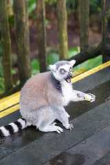 Ring Tailed Lemur eating fruit