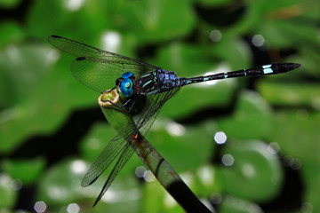 libélula 