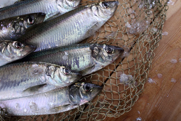 Herring on net