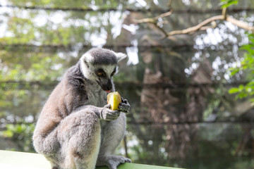 Ring Tailed Lemur eating fruit © yobab