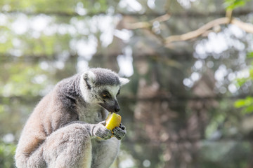 Ring Tailed Lemur eating fruit
