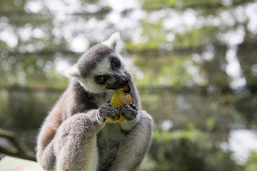 Ring Tailed Lemur eating fruit