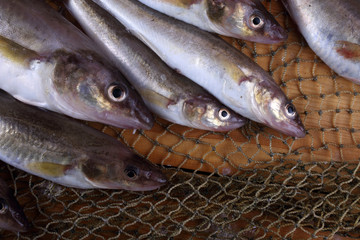 Saffron cod on net