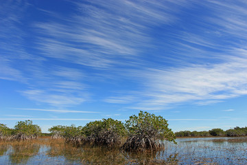 Feathery high altitude cloudscape over Nine Mile Pond in Everglades National Park, Florida on sunny winter afternoon.