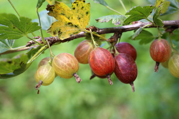 Growing gooseberries