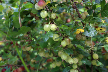 Growing gooseberries