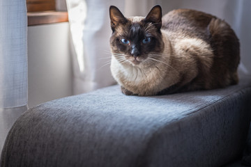 A Siamese cat with bright blue eyes near a window