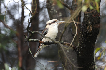kookaburra