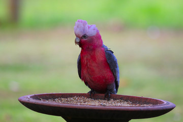 Galah - Pink Cockatoo