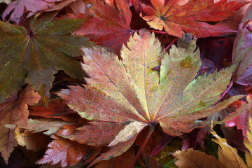 Autumn leaves background