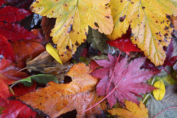 Autumn leaves background