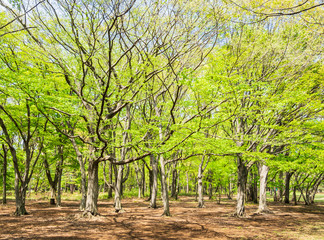 新緑の公園