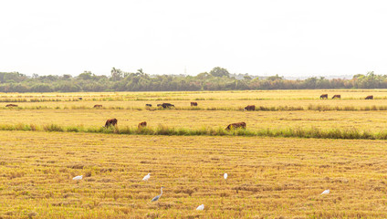 Obraz premium Oxen and cows grazing in newly harvested rice production field