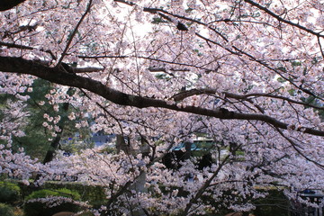 大きな桜