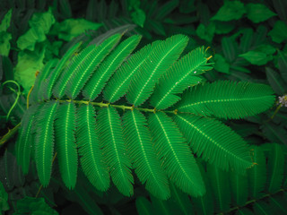 wild green leaves that grow during the dry season