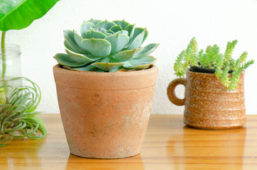 Blue rose, Echeveria Imbricata succulent plant in clay pot on wooden table Indoor ,white concrete background