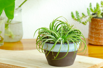 Mini green,tillandsia ,waterless air plant in blue ceramic cup and  with houseplant decoration on wooden table ,white concrete background