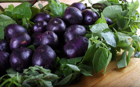 Violet potatoes