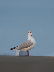 Brown Headed Gull, walking in the sea shore in gentle warm light.It is migratory, wintering on the coasts and large inland lakes of the Indian Subcontinent. 
