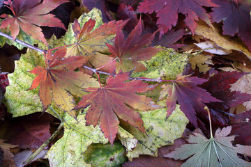 Autumn leaves background