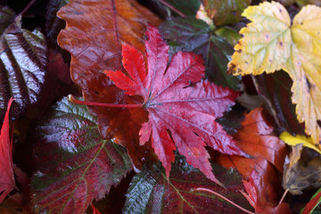 Autumn leaves background