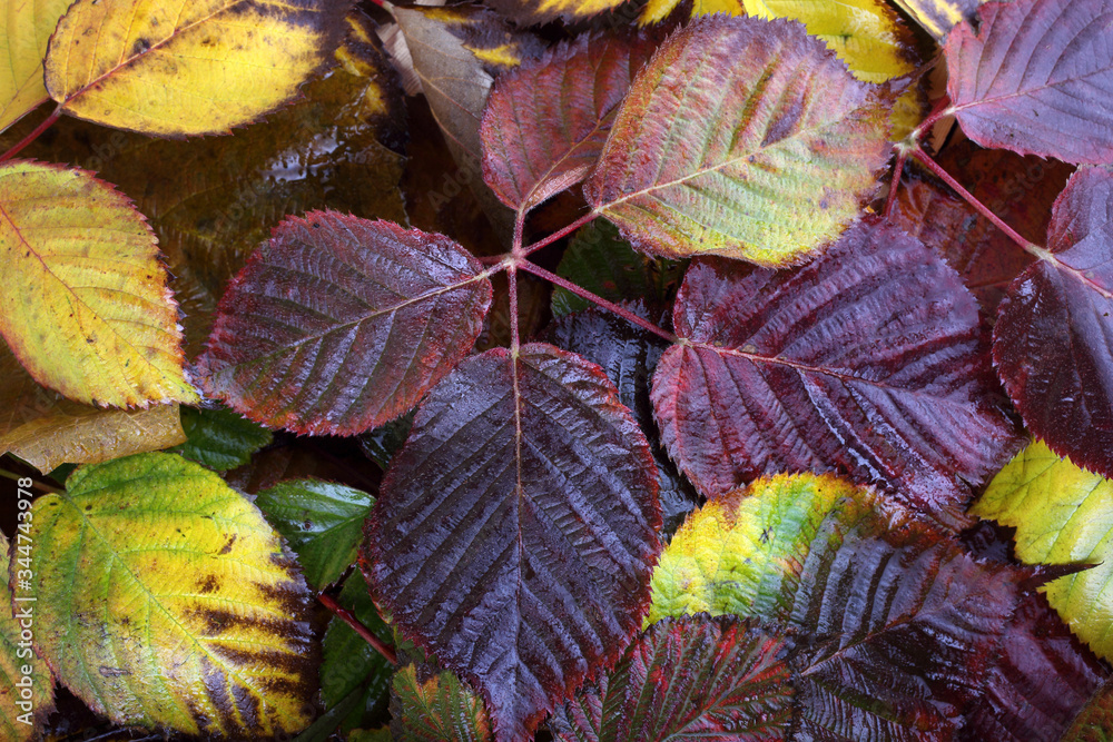 Sticker autumn leaves