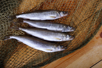 Smelt fishes on net. Pacific smelt variety