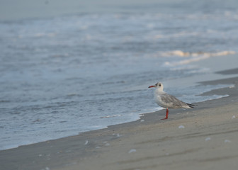 Brown Headed Gull, walking in the sea shore in gentle warm light.It is migratory, wintering on the coasts and large inland lakes of the Indian Subcontinent. 