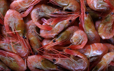 Shrimps background
