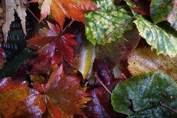 Autumn leaves background