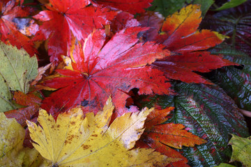 Autumn leaves background