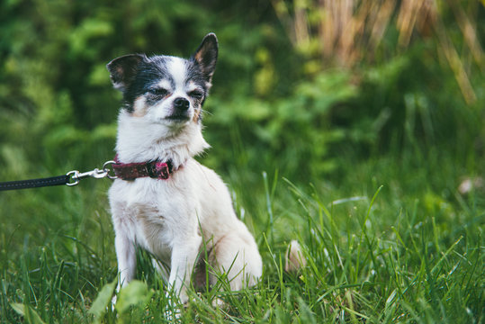 A small and funny Chihuahua dog sitting on the green grass yard against a blurred summer garden. Stay at home coronavirus covid-19 quarantine concept. Garden summer day