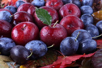 Plums on autumn leaves