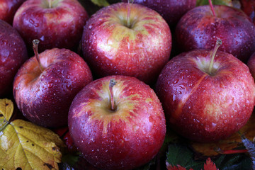 Apples on autumn leaves