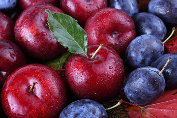 Plums on autumn leaves