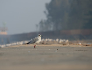 Brown Headed Gull, walking in the sea shore in gentle warm light.It is migratory, wintering on the coasts and large inland lakes of the Indian Subcontinent. 