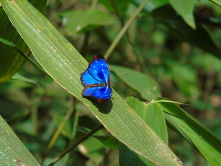 Myscelia orsis in Itaitú, Bahia, Brazil.