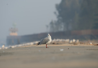 Brown Headed Gull, walking in the sea shore in gentle warm light.It is migratory, wintering on the coasts and large inland lakes of the Indian Subcontinent. 
